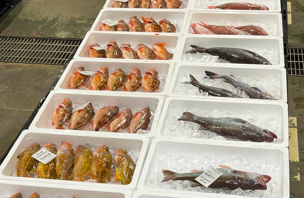 クエのことをアラと呼ぶ地域もありますが、富山でアラと言えば標準和名「アラ」のアラ。高級魚！