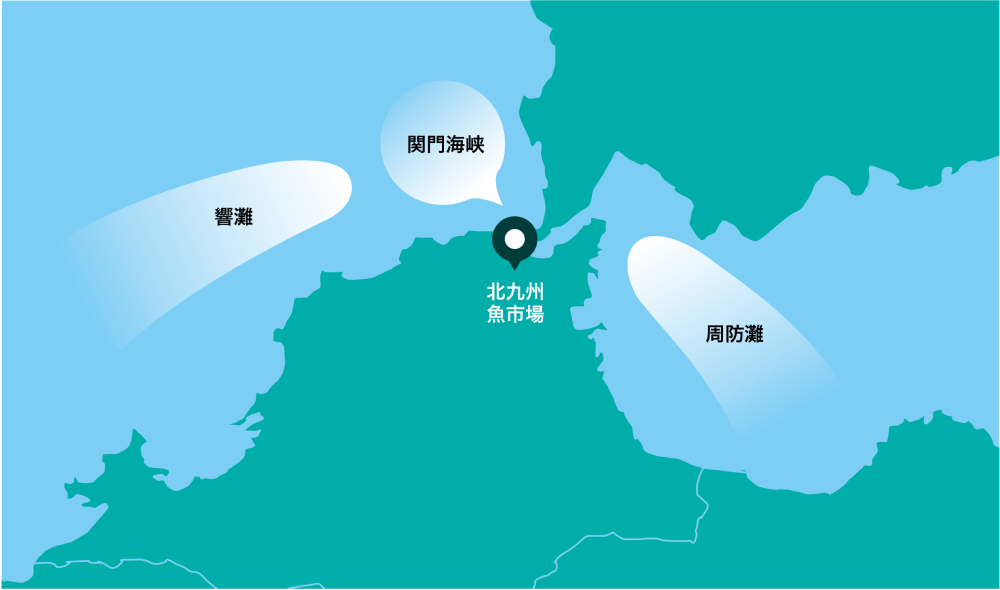 北九州魚市場には関門海峡、響灘、その西の玄界灘、周防灘などから特色ある魚が集まります。