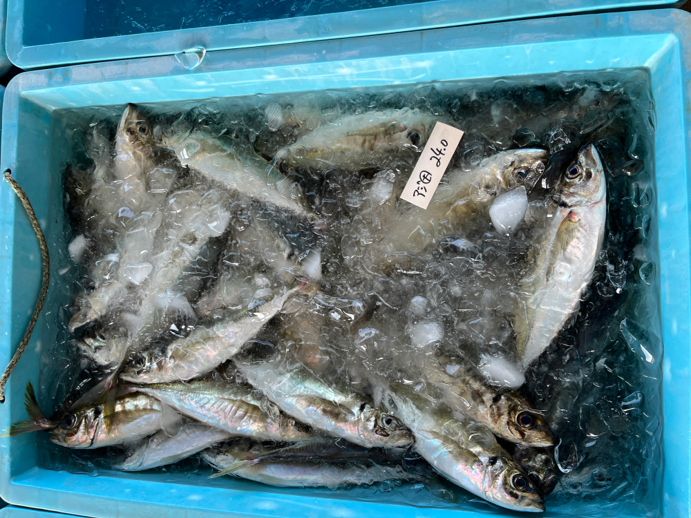 アジ。食べられるわけでもないのに、刺身かフライか...と迷ってしまいました(笑)