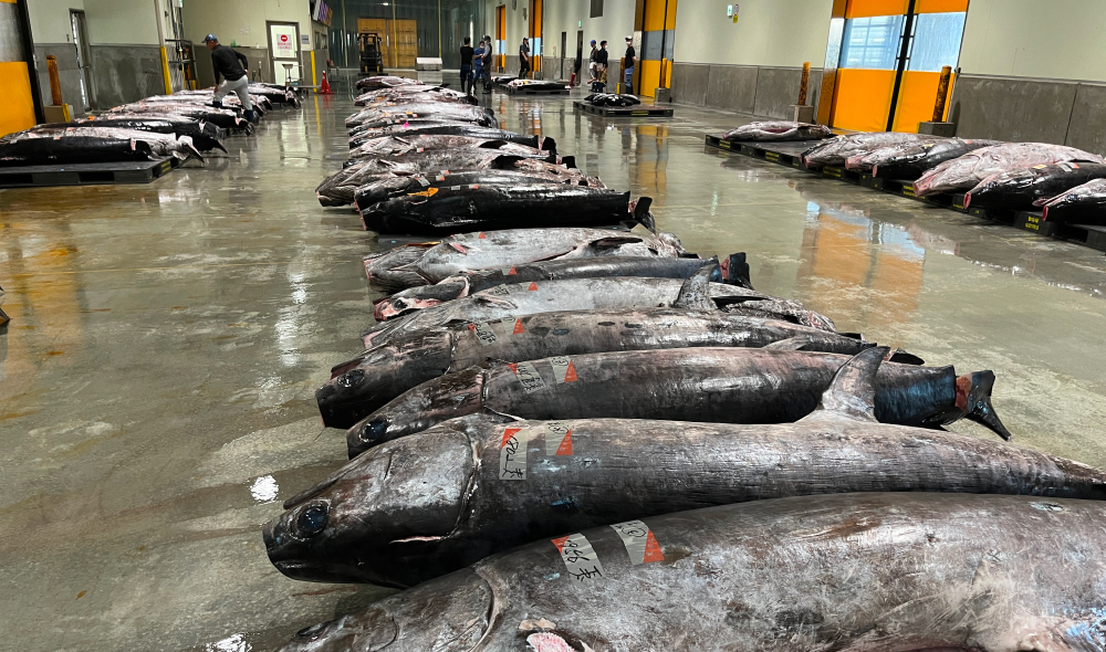 メカジキも気仙沼を象徴する魚で、日本一の水揚げ量を誇ります。