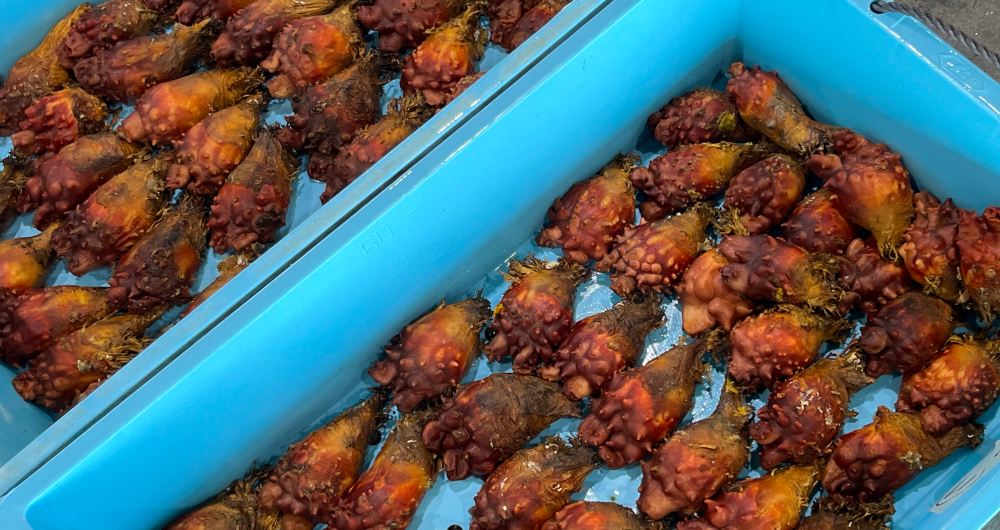 気仙沼といえば名物のホヤ。独特の味わいが特徴。余談ですが私はホヤが大好物。これはテンションが上がります。